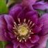 Winter flowering perennial, Hellebore Double Ellen Pink flowering for sale online UK