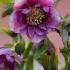 Helleborus Double Ellen Pink Spotted Hellebore for Sale online with nationwide UK delivery