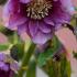 Helleborus Double Ellen Pink Spotted Hellebore for Sale UK