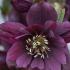 Striking purple winter flowers of Hellebore Double Ellen Purple, buy online UK delivery