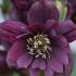 Helleborus Double Ellen Purple Hellebore Winter Flowering