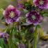 Hellebore Double Ellen Red Helleborus for Sale Online UK