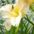 Hemerocallis Arctic Snow also known as the Daylily Arctic Snow perennial plants for sale online with UK delivery.