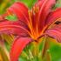 Hemerocallis Crimson Pirate. Daylily Crimson Pirate for sale online, UK delivery from our London plant centre.