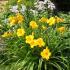 Hemerocallis Stella de Oro Daylily Stella de Oro for Sale online with UK delivery.