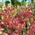 Heptacodium Miconioides Seven Sons is known for its late summer white flowers and vibrant red sepals that extend its visual appeal well into autumn.