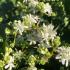 Heptacodium Miconioides Seven Sons is a standout plant with fragrant white flowers in late summer followed by red sepals that create a stunning display into fall.