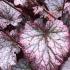 Heuchera Micrantha Palace Purple Coral Bells Perennials for sale online with UK delivery.