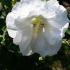 Hibiscus Syriacus Totus Albus, Hibiscus UK