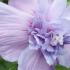 Hibiscus Syriacus Blue Chiffon is a stunning shrub with large, soft blue to lavender blooms and a semi-double petal structure, bringing a touch of elegance and beauty to any garden.