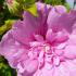 Hibiscus Syriacus Lavender Chiffon is a striking shrub with large, soft lavender blooms and semi-double petals, bringing a graceful, pastel elegance to any garden.