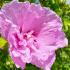 Hibiscus Syriacus Lavender Chiffon features beautiful lavender-colored flowers with ruffled petals, offering a refined and elegant touch to any landscape.