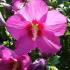 Hibiscus Pink Giant - buy in London or online at Paramount Garden Centre, London