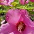 Late summer flowering Hibiscus Woodbridge produces masses of pink flowers, buy online UK