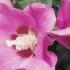 Hibiscus Syriacus Woodbridge, pink flowering Hibiscus to buy online UK