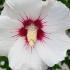 Hibiscus Syriacus Red Heart showcases stunning deep red flowers with a white center, creating a dramatic contrast that enhances any garden setting.