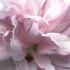 Hibiscus Syriacus Ardens, pink flowering Hibiscus, buy online UK