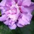 Pink flowering Hibiscus to buy online, London UK