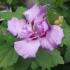 Hibiscus Syriacus Ardens, pink flowering Hibiscus, buy online UK