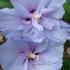 Blue flowering Hibiscus Syriacus Blue Chiffon, a very pretty variety of Hibiscus  with lilac blue blooms during the summer months, for sale online UK delivery.