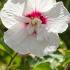 White flowering Hibiscus Syriacus China Chiffon, with dark pink centre, lovely delicate double centres on this variety of Hibiscus, for sale UK.