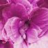 Close up of pink flowering Hibiscus Syriacus Duc de Brabant, buy online UK