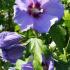 Hibiscus Syriacus Marina, Shrubs for sale online with UK delivery