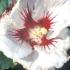 Hibiscus Syriacus Monstrosus - absolutely stunning flowers in autumn 