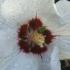 Hibiscus Syriacus Red Heart shrubs available to buy online, London UK