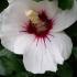 Hibiscus flowering shrubs buy online UK plant centre