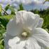 Pure white trumpet-shaped flowers that create a striking contrast against its dark green foliage. Adding elegance and grace to any garden.