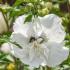 Elegant white flowering variety, Hibiscus Syriacus White Chiffon produces masses of pure white double centred flowers through summer, buy UK