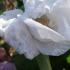 Buy Hibiscus Syriacus White Pillar, a white semi-double, flowering profusely in the summer. Super Hibiscus variety, easy to grow, buy online UK delivery.