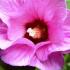 Hibiscus Syriacus Woodbridge, pink flowering Hibiscus to buy online UK