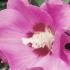 Pink Flowers of Hibiscus Syriacus Woodbridge - buy online, London UK