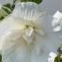 Hibiscus Syriacus White Chiffon is a stunning shrub with large, pure white blooms and semi-double petals, offering an elegant and soft touch to any garden.