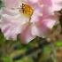 Rosa Pauls Himalayan Musk Rambler is a beauty, perhaps one of the best rambling roses, profuse fragrant flowers, a real stunner - buy UK.