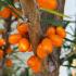 Hippophae rhamnoides Hergo Sea Buckthorn with orange berries