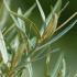 Foliage detail of Sea Buckthorn, buy Hippophae Rhamnoides plants online, with UK delivery