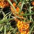 Sea Buckthorn Hergo is a female variety of Hippophae Rhamnoides