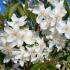 Hoheria Stardust  RHS AGM fragrant flowers in Spring