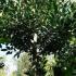 Holly Full Standard Trees, Evergreen Trees