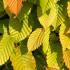 Hornbeam hedge foliage detail as leaves start to change to Autumn colours