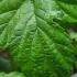 Humulus Lupulus or Common Hop Native Deciduous Climber