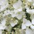 Close up of the flowers of Hydrangea Annabelle 