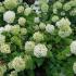 Elegant Hydrangea Annabelle flowering throughout the summer in the UK