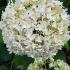 Hydrangea Arborescens Strong Annabelle Hardy Variety