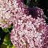 Hydrangea Arborescens Invincibelle Pink Annabelle buy online with UK and Ireland delivery.