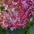 Hydrangea Arborescens Sweet Annabelle Long Flowering Shrub