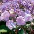 Hydrangea aspera Anthony Bullivant deciduous shrub with purple flowers